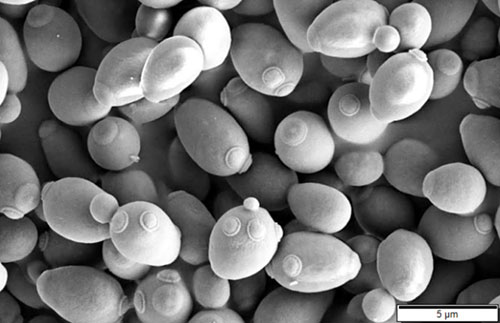 Baker's yeast (Saccharomyces cerevisiae) viewed with a scanning electron microscope
