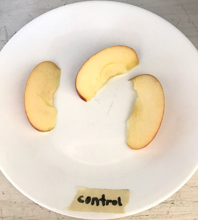 Three similar sized, cut apple slices on one treatment plate.