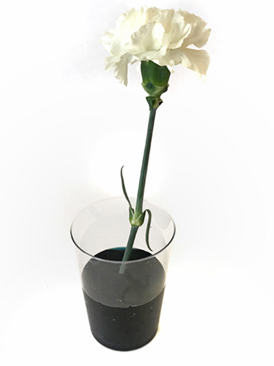 carnation in dyed water
