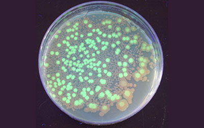 Genetic Engineering to Create Glowing Bacteria | Science Project