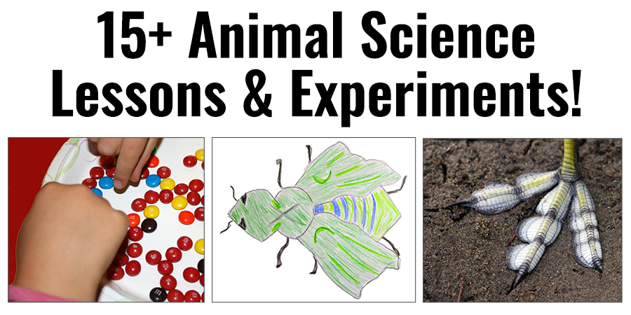 18 Animal Science Lessons and Experiments | Science Buddies Blog 18 Animal Science Lessons and Experiments | Science Buddies Blog