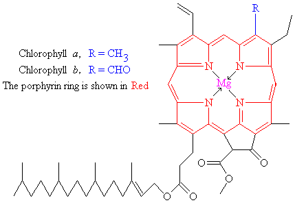 Chlorophyll