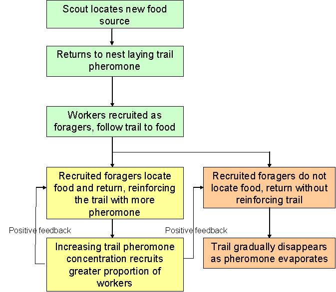 Simplified flow chart describing Pharaoh's ants foraging communication.