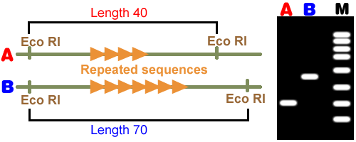 restriction enzyme digestion and DNA fragments on gel