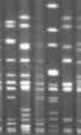 DNA 'fingerprints' from six individuals