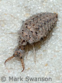 Photo of an antlion larva