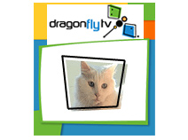 Watch DragonflyTV pet handedness video