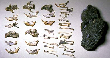 an owl pellet alongside the bones that were dissected from it