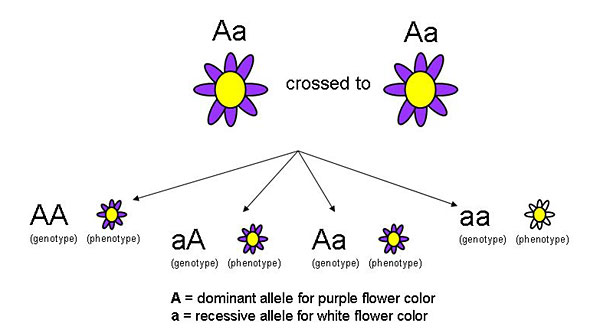 Pedigree Chart For Free Or Attached Earlobes