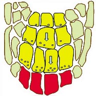 Plant Biology Science Project: Picture of statocyte root cells with statoliths