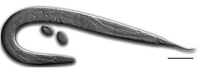 Zoology Science Project Caenorhabditis elegans nematode