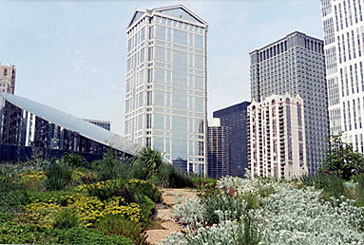 Environmental Engineering Science Project Detailed view of a walkway and plants in the Chicago City Hall rooftop garden Spring 2003