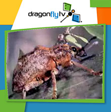 Watch DragonflyTV weevils video
