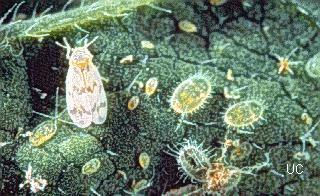 Zoomed in photo of a bandedwinged whitefly on a leaf
