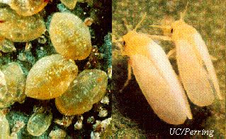 silverleaf whitefly