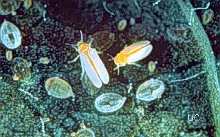 sweet potato whitefly