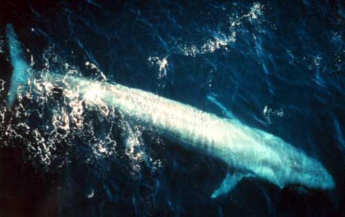 Blue whale