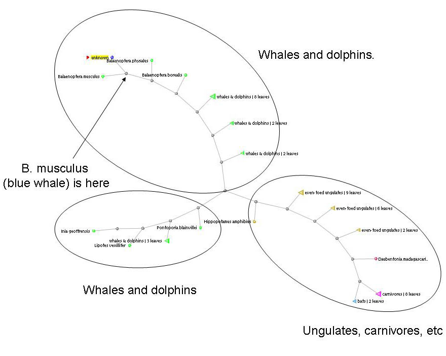BLAST tree of blue whale cox1 protein