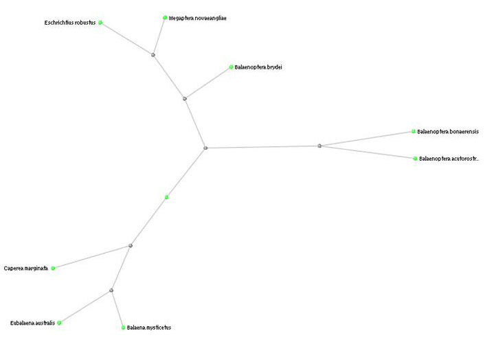 Expanded BLAST tree of blue whale cox1 protein