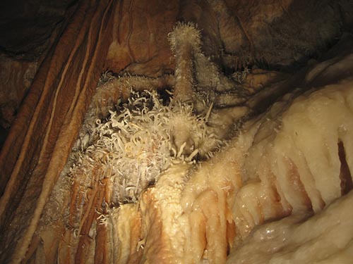 Helictites in the Jenolan Caves