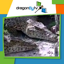 Watch DragonflyTV crocodiles video