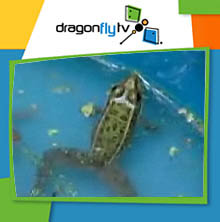 Watch DragonflyTV caves video