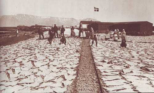 In this black and white photo from the 1800's, people are seen standing and kneeling outside beside large, flat pieces of fish that are drying on rocks in the sun and wind.