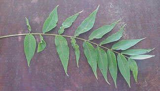 Black walnut leaf with 18 leaflets