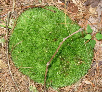 Photo of a clump of circular, green moss on a forest floor in Michigan.