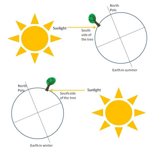 The top drawing shows the arrangement in summer, with the Sun on the left, and Earth on the right. A tree is in the northern hemisphere of Earth which is tilted on an axis, and sunlight is striking the southern side of the tree. The bottom drawing shows the arrangement in winter, with the Sun on the right, and Earth on the left. Again, sunlight is striking the southern side of the tree.