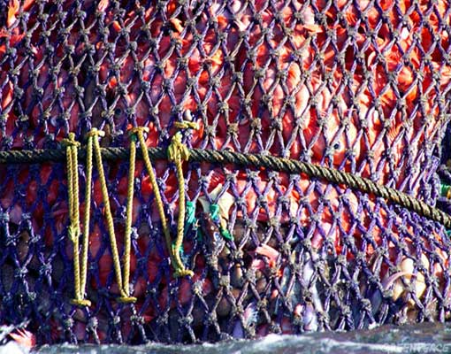 Video Games science project Orange roughy and bycatch in net.