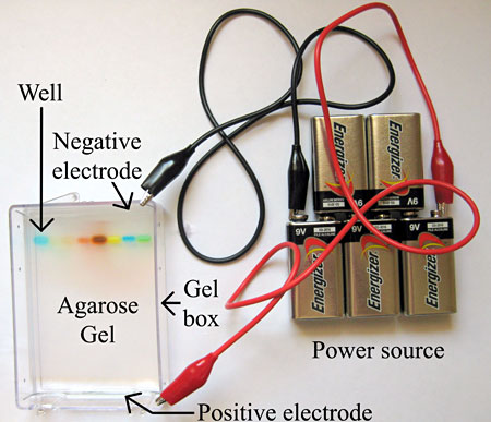 electrophoresis biotechnology agarose unlocks biochem