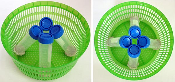 Picture of four tubes in the salad spinner.
Biotechnology science project