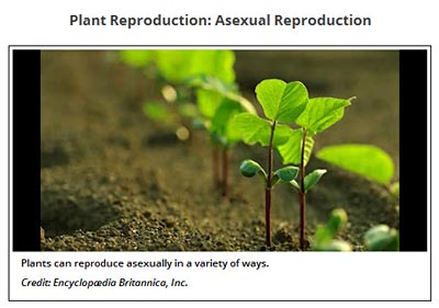 Plant Biology video of plant reproduction screenshot