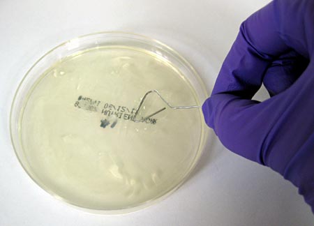 Food Science project Yogurt being spread on an agar plate using a paper clip