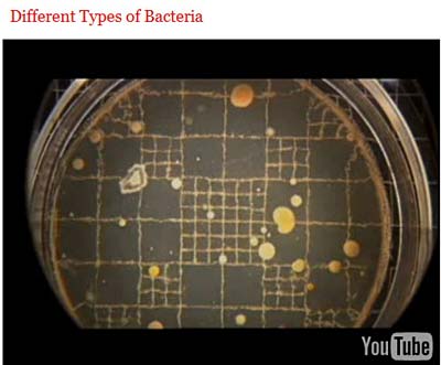video shows two students investigating bacteria grown on an agar plate