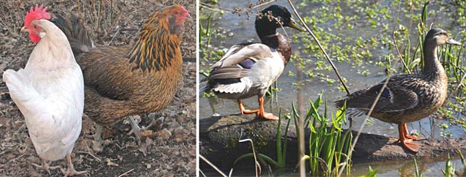 Photo of two chickens next to a photo of two ducks
