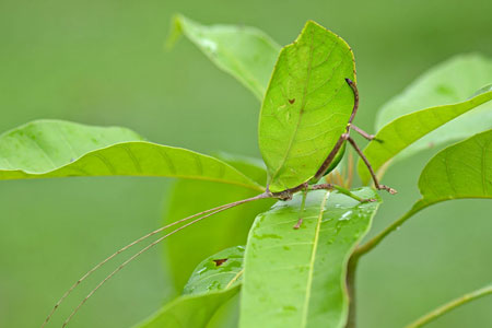 katydid is using camouflage to look like a green leaf.