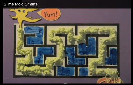 Still shot from Slime Mold video