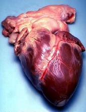 A human heart (picture taken during an autopsy).