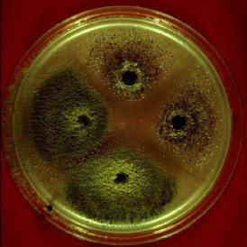 Petri Dish Bacteria Identification Chart