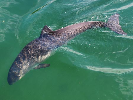 A harbor porpoise (Phocoena phocoena) swimming.