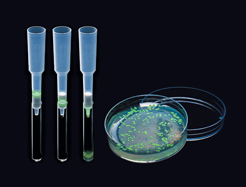 Picture of plate with GFP bacteria and GFP columns.