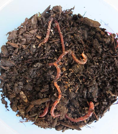 Red-wigglers are a good for vermicomposting