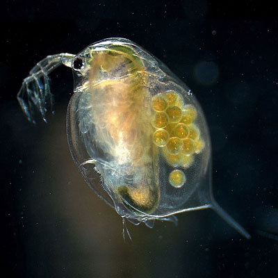 A female adult of the water flea <i>Daphnia magna</i>