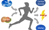 lesson plan thumbnail cellular respiration