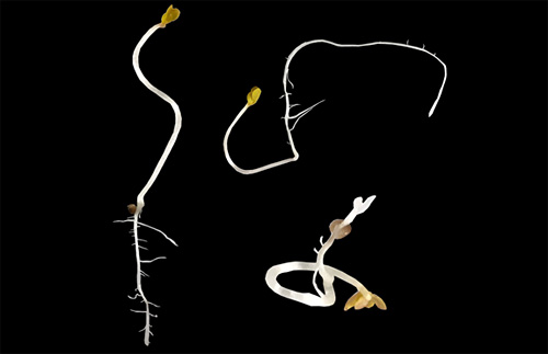 Bending Plant Roots with Gravity | Lesson Plan