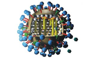 structure of influenza virus 