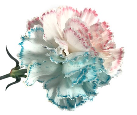 A carnation with petals tinted in blue and red