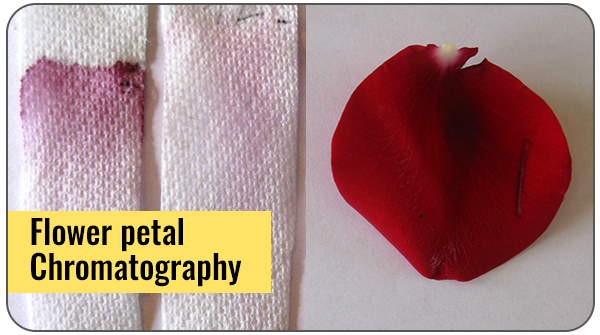Flower petal and sample strips from paper chromatography of flower color